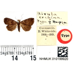 /filer/webapps/moths/media/images/E/erebina_Rivula_HT_BMNH.jpg