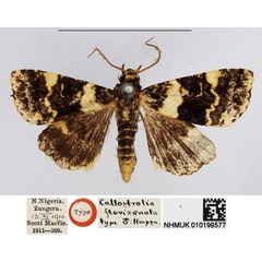 /filer/webapps/moths/media/images/F/flavizonata_Callostrotia_HT_NHMUK.jpg