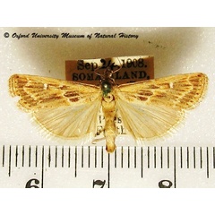 /filer/webapps/moths/media/images/S/scitulellus_Prionapteryx_A_OUMNH_03.jpg