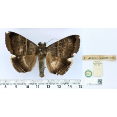/filer/webapps/moths/media/images/M/mormoides_Achaea_ST_BMNH.jpg
