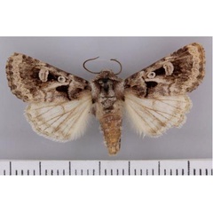 /filer/webapps/moths/media/images/S/spodopterodes_Neuranethes_A_TMSA.jpg