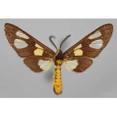 /filer/webapps/moths/media/images/B/burtti_Ceryx_AM_BMNH.jpg