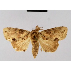 /filer/webapps/moths/media/images/U/uncinata_Saaluncifera_HT_SMNH.jpg