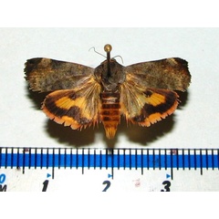 /filer/webapps/moths/media/images/P/puera_Hyblaea_A_Goff_02.jpg
