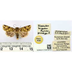 /filer/webapps/moths/media/images/B/bryodes_Elaeodes_PT_BMNH.jpg