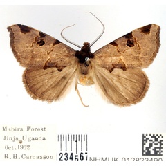 /filer/webapps/moths/media/images/C/conjuncta_Marcipalina_AM_BMNH.jpg