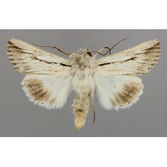 /filer/webapps/moths/media/images/N/nigrilineata_Ectochela_A_RMCA_01.jpg