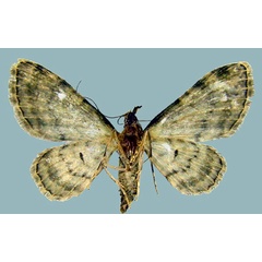 /filer/webapps/moths/media/images/G/gymnoscelides_Chloroclystis_AF_ZSMb.jpg