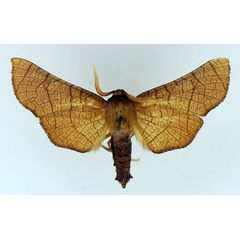 /filer/webapps/moths/media/images/D/dawsoni_Chrysotypus_AM_TMSA.jpg