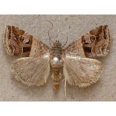 /filer/webapps/moths/media/images/C/corniculans_Ozarba_A_Butler.jpg