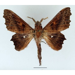 /filer/webapps/moths/media/images/J/jordani_Mimopacha_AM_Basquin_01.jpg