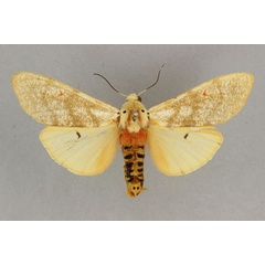 /filer/webapps/moths/media/images/M/metaxantha_Teracotona_HT_BMNH.jpg