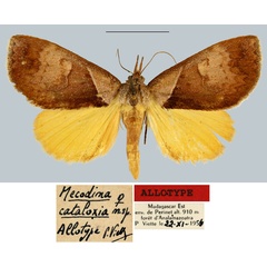 /filer/webapps/moths/media/images/C/cataloxia_Mecodina_AT_MNHN.jpg