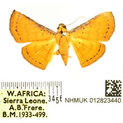 /filer/webapps/moths/media/images/A/argentifera_Eublemma_AF_BMNH.jpg