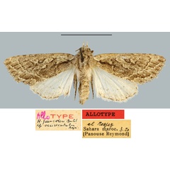 /filer/webapps/moths/media/images/O/occidentalis_Heterographa_AT_MNHN.jpg