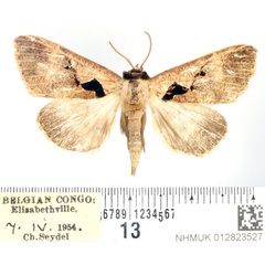 /filer/webapps/moths/media/images/A/atriplaga_Anoba_AF_BMNH_02.jpg