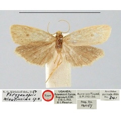 /filer/webapps/moths/media/images/M/minutissima_Phryganopsis_HT_BMNH.jpg