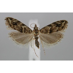 /filer/webapps/moths/media/images/M/maculosa_Glaucocharis_PT_ZMHB.jpg