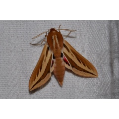 /filer/webapps/moths/media/images/O/opheltes_Rhodafra_A_Esplin_01.jpg