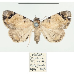 /filer/webapps/moths/media/images/A/anticalis_Metachrostis_AF_BMNH.jpg