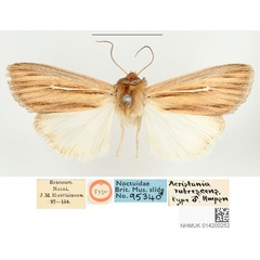 /filer/webapps/moths/media/images/R/rubrescens_Borolia_STM_BMNH.jpg