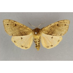 /filer/webapps/moths/media/images/M/major_Teracotona_HT_BMNH.jpg