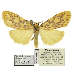 /filer/webapps/moths/media/images/T/tanzaniae_Afrasura_PTM_MWM.jpg