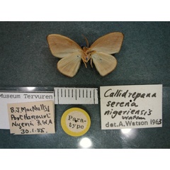 /filer/webapps/moths/media/images/N/nigeriensis_Callidrepana_PT_RMCA_02.jpg