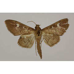 /filer/webapps/moths/media/images/T/torsipex_Syllepte_HT_BMNH.jpg