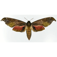 /filer/webapps/moths/media/images/K/karschi_Phylloxiphia_AF_Basquin.jpg
