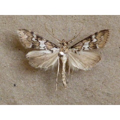 /filer/webapps/moths/media/images/M/mesoleucalis_Paschiodes_A_Butler.jpg