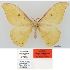 /filer/webapps/moths/media/images/S/septentrionalis_Tagoropsis_HT_RBINS_01.jpg