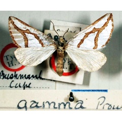 /filer/webapps/moths/media/images/G/gamma_Conchylia_HT_BMNH.jpg