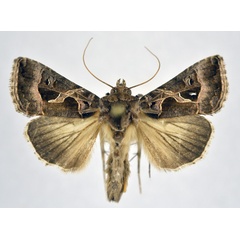 /filer/webapps/moths/media/images/E/elacheia_Trichoplusia_AM_NHMO.jpg