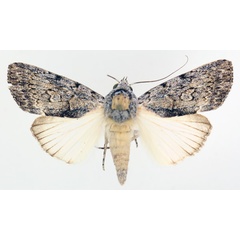 /filer/webapps/moths/media/images/F/fumata_Tachosa_AM_TMSA_02.jpg