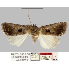 /filer/webapps/moths/media/images/L/lecordieri_Syrrusoides_HT_MNHN.jpg