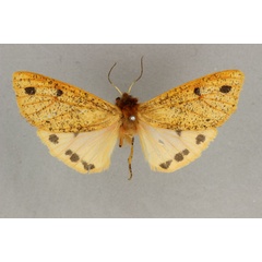/filer/webapps/moths/media/images/M/metamelaena_Carcinarctia_AF_BMNH.jpg
