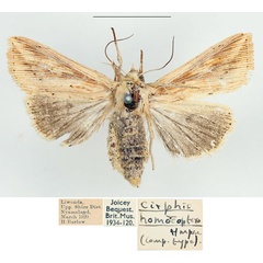 /filer/webapps/moths/media/images/H/homoeoptera_Mythimna_AF_BMNH.jpg