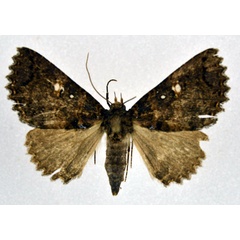 /filer/webapps/moths/media/images/H/heinrichi_Hypersypnoides_A_NHMO.jpg