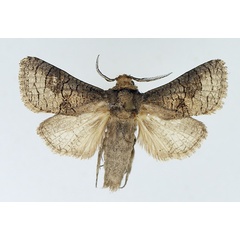 /filer/webapps/moths/media/images/P/poliopterus_Afroarabiella_AM_TMSA.jpg