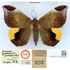 /filer/webapps/moths/media/images/P/praestantis_Achaea_HT_BMNH.jpg