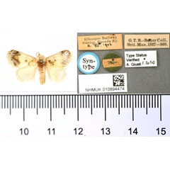 /filer/webapps/moths/media/images/N/nephochloeropis_Narosa_HT_BMNH.jpg