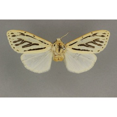 /filer/webapps/moths/media/images/W/wintgensi_Paralpenus_AF_BMNH.jpg
