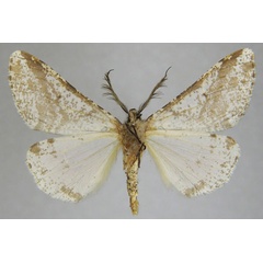 /filer/webapps/moths/media/images/R/rudicornis_Rhodophthitus_AM_ZSMb.jpg