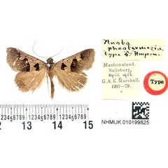 /filer/webapps/moths/media/images/P/phaeotermesia_Anoba_HT_BMNH.jpg