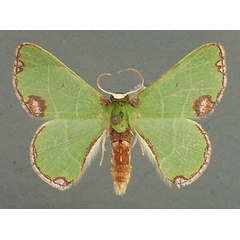 /filer/webapps/moths/media/images/R/rhodomadia_Centrochria_AM_TMSA.jpg