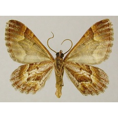 /filer/webapps/moths/media/images/T/thorenaria_Mimoclystia_AM_ZSMb.jpg
