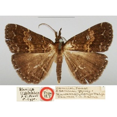 /filer/webapps/moths/media/images/C/cryptoleuca_Bleptina_HT_BMNH.jpg
