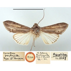 /filer/webapps/moths/media/images/P/perstriata_Cucullia_HT_BMNH.jpg