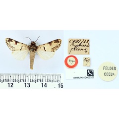 /filer/webapps/moths/media/images/C/cliens_Euphasia_HT_BMNH.jpg